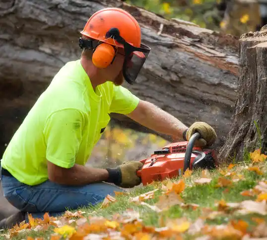 tree services Munroe Falls